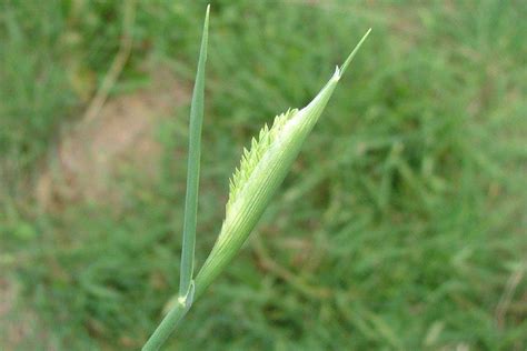 Phalaris aquatica