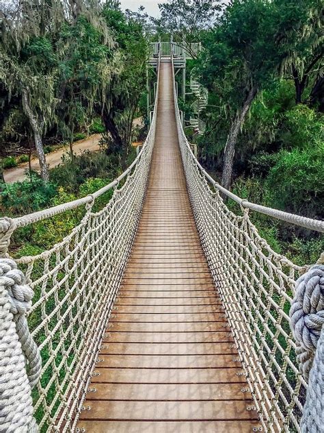 'Canopy Trail at Santa Ana Wildlife Refuge' Art Print by Debra Martz ...