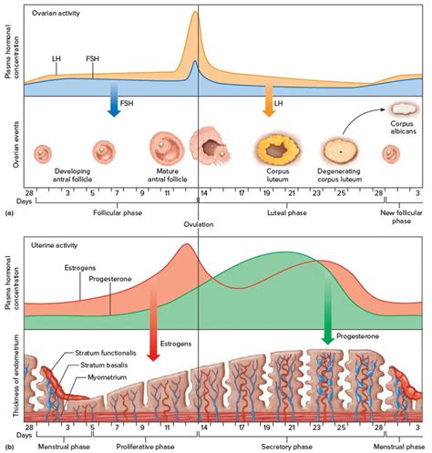 Luteinizing hormone function, luteinizing hormone test and normal range