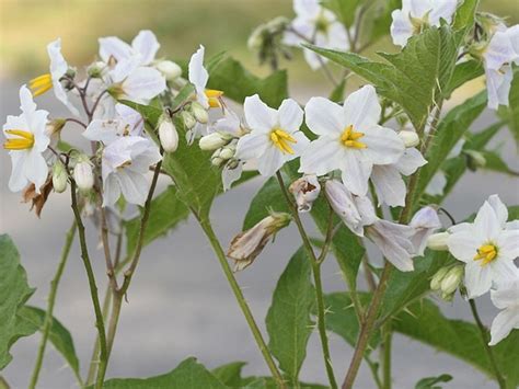 Solanum carolinense (Carolina nightshade): Go Botany