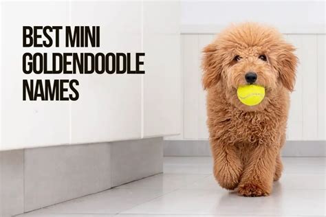 Mini Goldendoodle Names 365+ TOP & BEST & CUTE Ideas - PetShoper