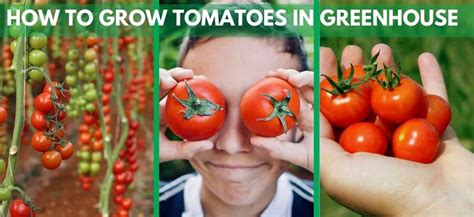 How to Grow Tomatoes in Greenhouse | Greenhouse Tomatoes Guide