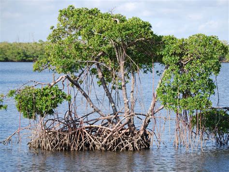 What Eats A Mangrove Tree at Rhonda Mullins blog