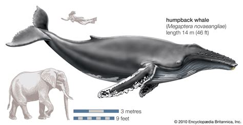 In the Wake of the Humpback: Tracking Whale Migration | Saving Earth ...