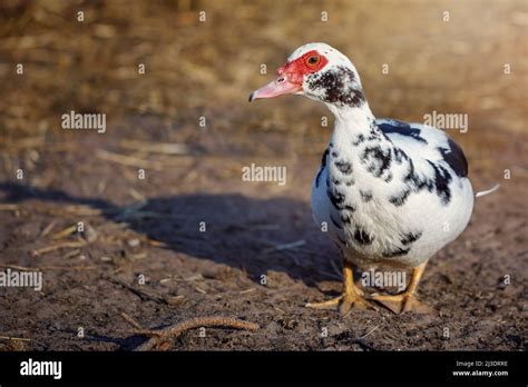 White with black spots musk duck, walking in the yard, brown background Stock Photo - Alamy