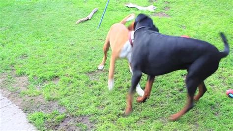 Doberman vs Boxer 2 - YouTube