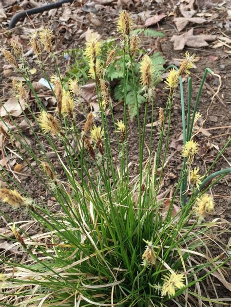 Grasses vs. Sedges | Master Gardeners of Northern Virginia