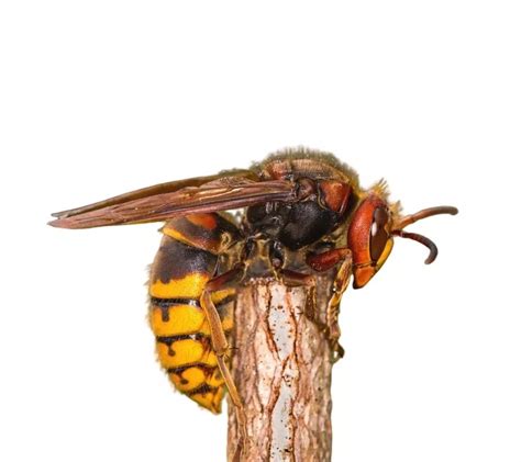 European Hornet Identification | Hornets in Central and Eastern Virginia