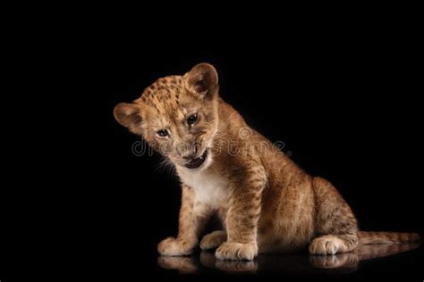 Little Lion Cub On Black Background Stock Image - Image of black, furry: 68349895