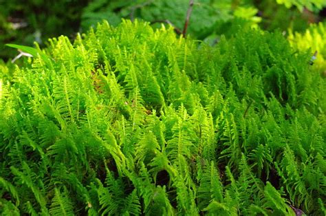 Fern Moss Carpet Photograph by Aaron Rushin - Fine Art America