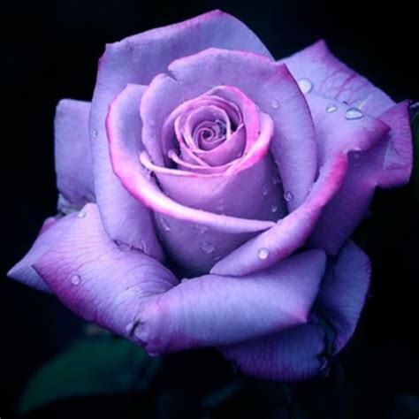 Purple Rose Flowers - Flower HD Wallpapers, Images, PIctures, Tattoos ...