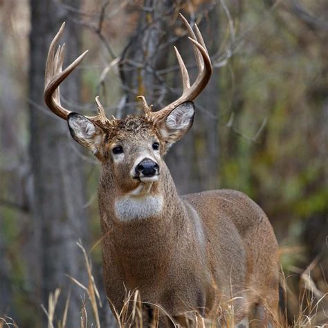 Deer Rut Season During North Bay Wildfires- Drivers Beware!