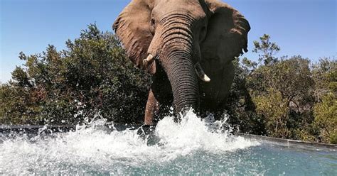 Playful wild elephants splash and play in swimming pool at South African safari lodge