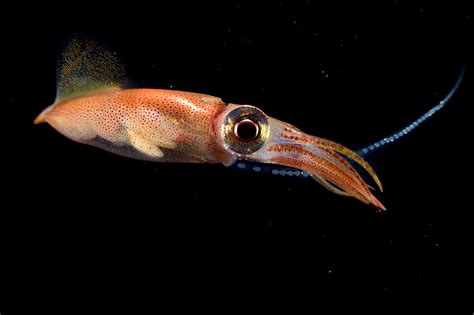 Firefly Squid Anatomy