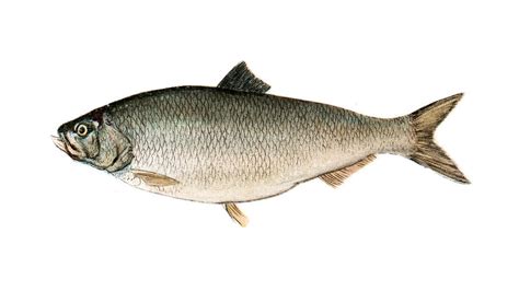 NYDEC Plans to Bring Shad Back to the Hudson River | Field & Stream