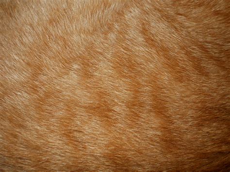 Cat Fur Texture 1 by Orangen-Stock on DeviantArt