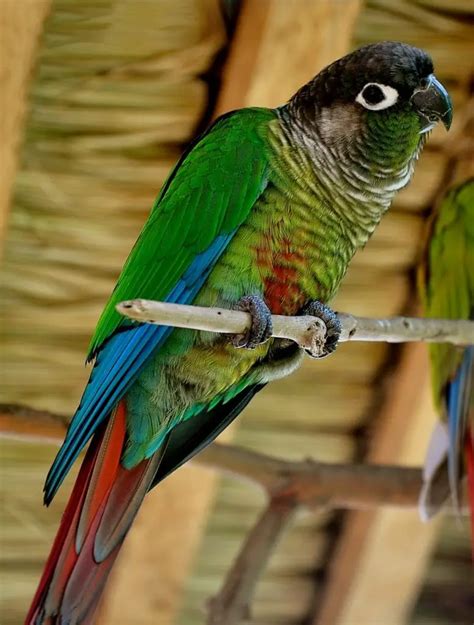 Green-Cheeked Conure Care Sheet | Birds Coo