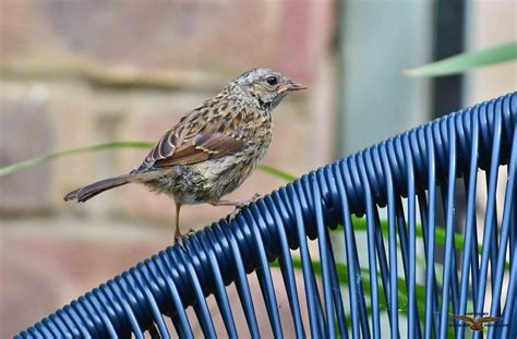 Dunnock juvenile | BirdForum