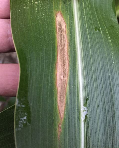 Northern Corn Leaf Blight Continues, Gray Leaf Spot Starts in 2015 ...