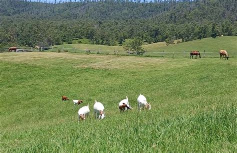 The trials and tribulations of goat hoof maintenance - News Of The Area