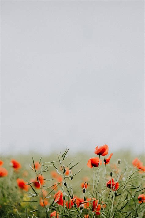 Field poppy flowers. Visit Kaboompics | Premium Photo - rawpixel