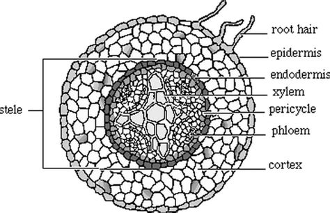 A view inside a Dicot Root - OSU Plant Structure (BOT313), Winter 2017