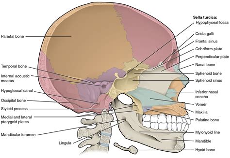 7.2 The Skull – Anatomy and Physiology
