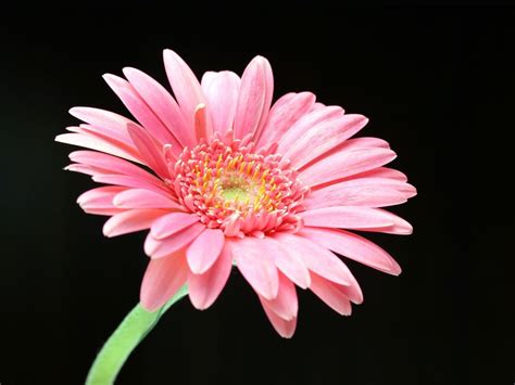 Pink Daisies Background