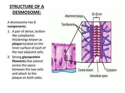 Desmosomes