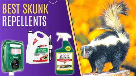 Best Skunk Repellents (How To Get Rid of Skunks Easily) - YouTube