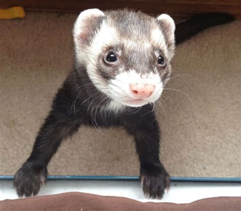 Ferret Colors and Patterns