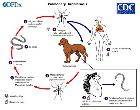 Is Heartworm In Dogs Contagious