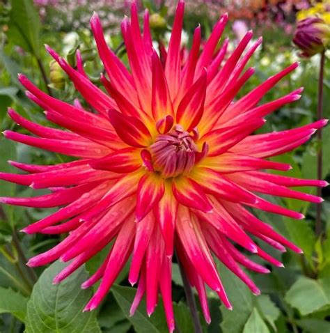 Dahlia Care Guide – mygardenchannel