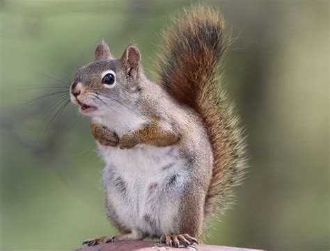 Chattering Squirrel stock photo. Image of hudsonicus - 53196792