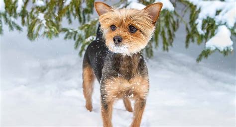 Chorkie - A Guide to Yorkie Chihuahua Mix Breed Dogs