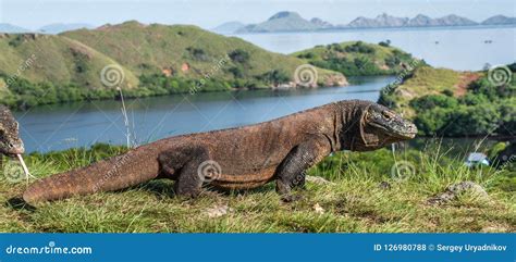 Komodo Dragon in Natural Habitat. Stock Photo - Image of dragon, fauna: 126980788