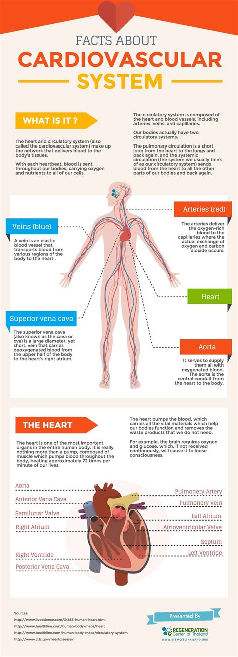 An Overview of The Cardiovascular and Blood Circulatory System