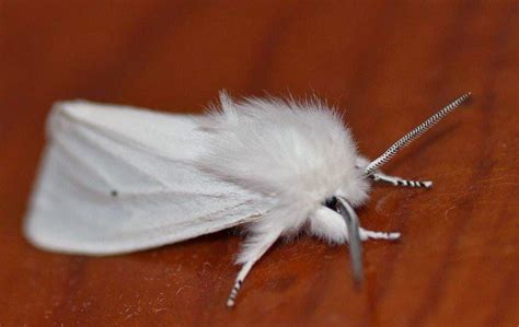 Trouble With White Satin Moths? Chipps Tree Care Can Help