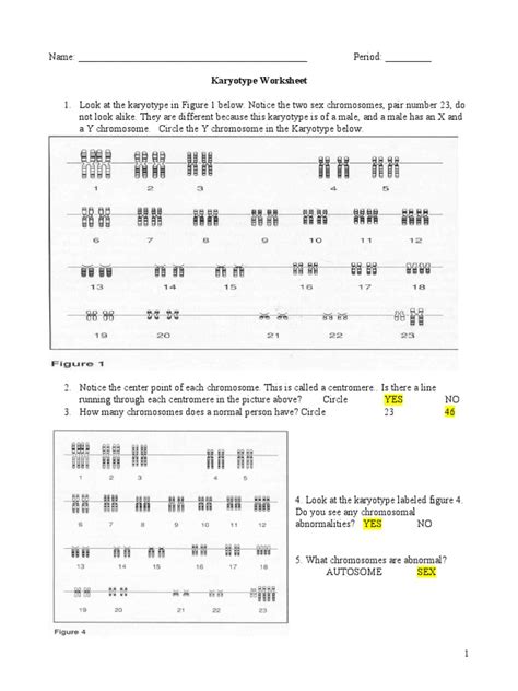 Karyotype - Worksheet Answers | Download Free PDF | Chromosome ...