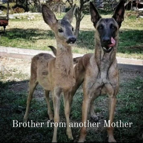 Brother from another Mother - 9GAG