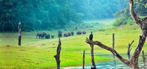 Thekkady Boating In 2021-Online Booking, Timings, Cost, Fare For ...