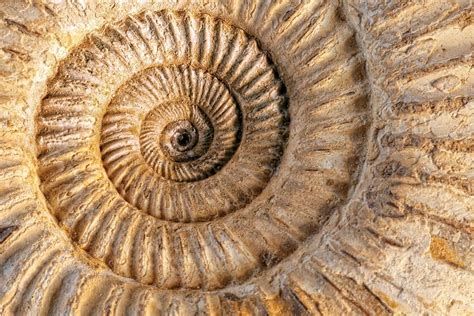 Jurassic fossils on the Glamorgan Heritage Coast - Wales Coast Path