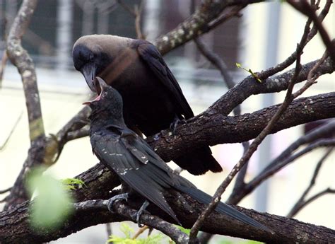 CROW FEEDING KOEL BABY | Smithsonian Photo Contest | Smithsonian Magazine