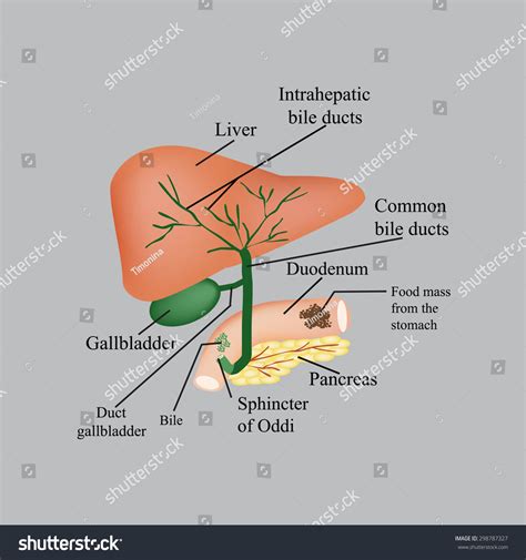 The Anatomical Structure Of The Liver, Gallbladder, Bile Ducts And ...