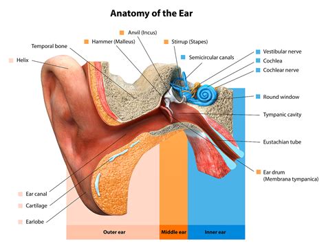 The Ear Bone’s Connected To The Ankle Bone - At Home Companions