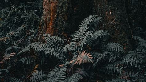 Download wallpaper 1920x1080 tree, trunk, fern, forest, nature full hd, hdtv, fhd, 1080p hd ...