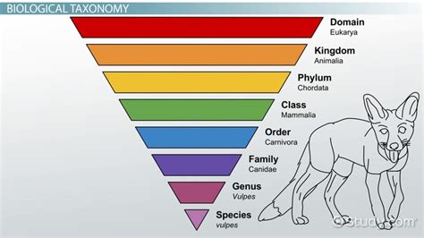 Taxon | Definition, Rank & Examples - Lesson | Study.com