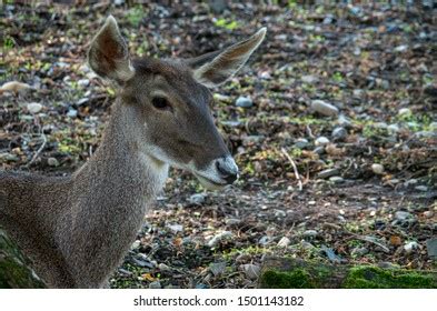 51 Thorold's Deer Images, Stock Photos & Vectors | Shutterstock