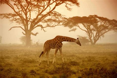 7 Reasons to Visit an African Safari This Summer – African Safari Tours ...