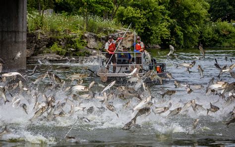 Fox News: Costly effort to fight invasive Asian Carp includes ‘Carp ...